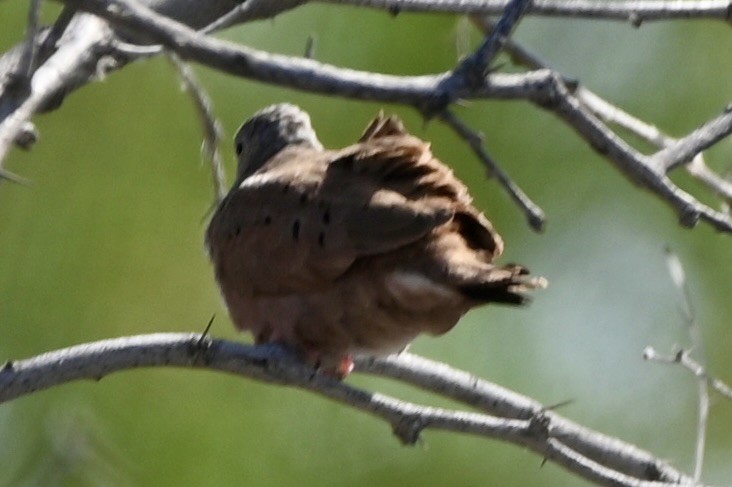 Ruddy Ground Dove - Jason St. Pierre