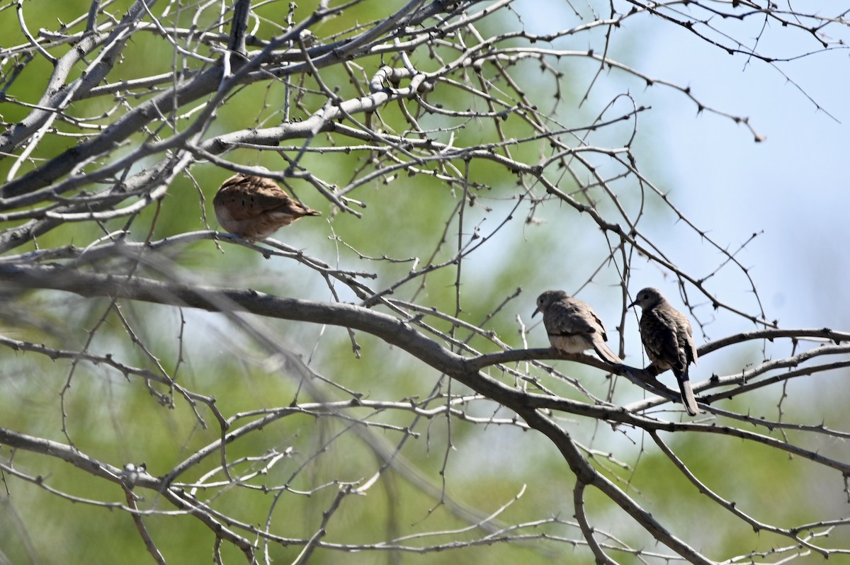 Ruddy Ground Dove - ML618529665