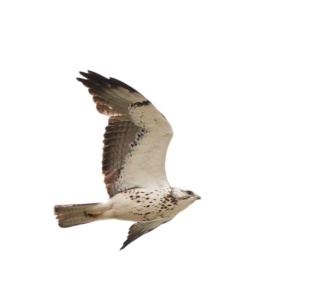 Swainson's Hawk - Cathy Sheeter