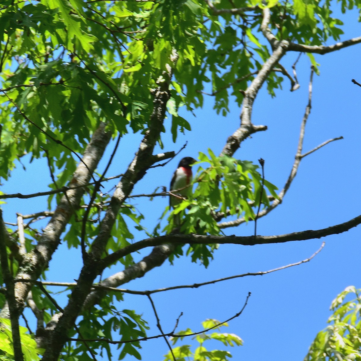 Rose-breasted Grosbeak - Till Dohse