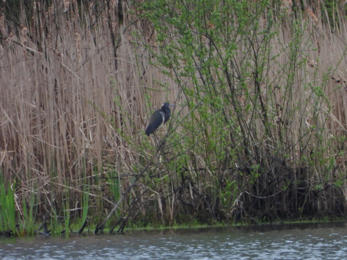 Tricolored Heron - ML618529757