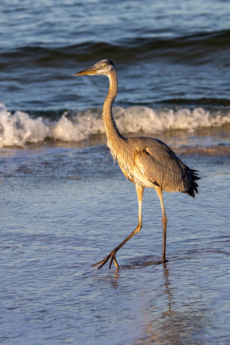 Great Blue Heron (Great Blue) - ML618529841