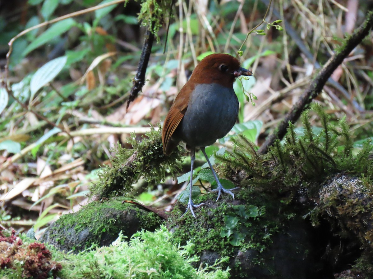 Bicolored Antpitta - Jose Martinez De Valdenebro