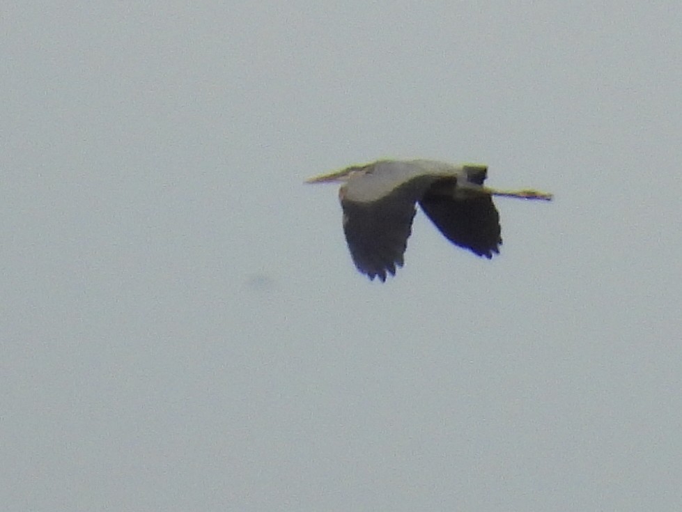 Great Blue Heron - ML618529861