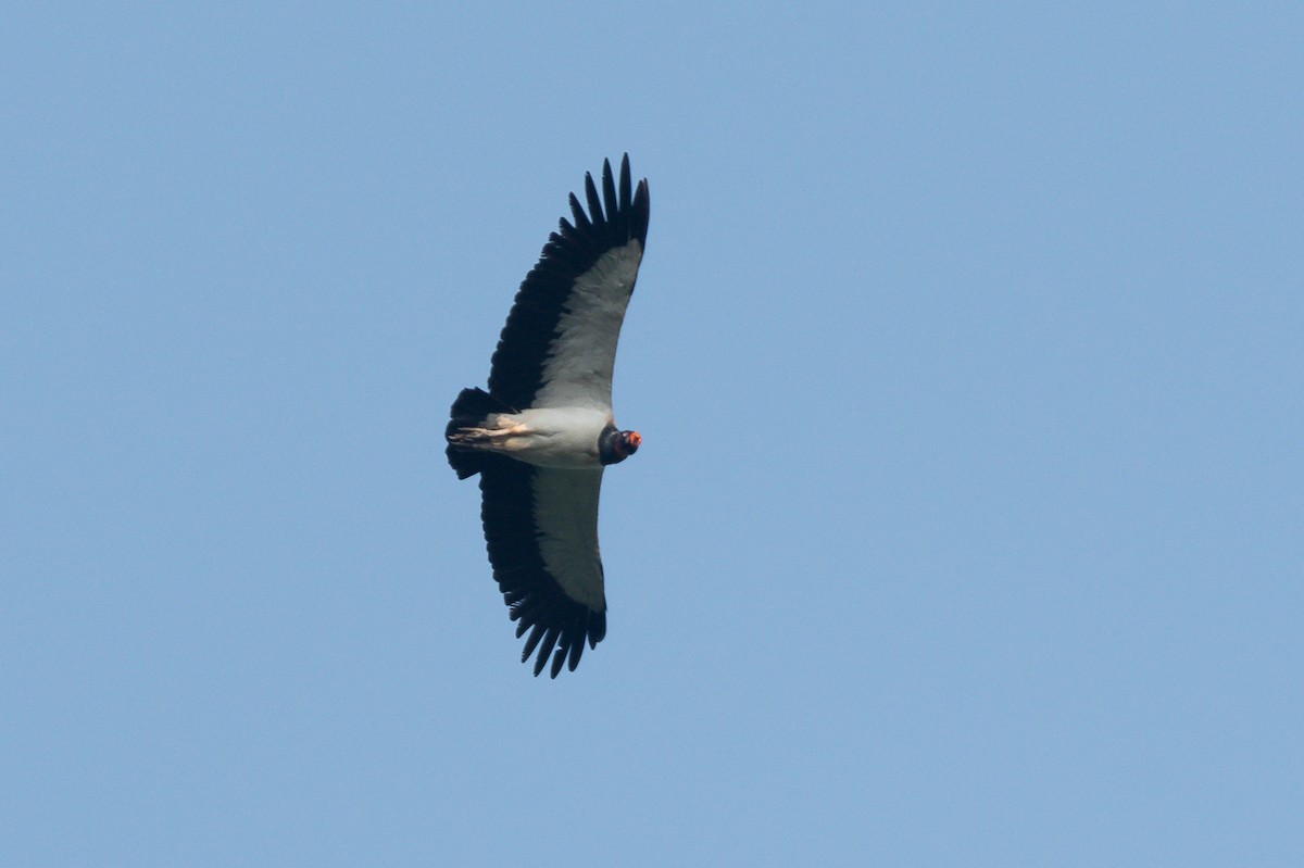 King Vulture - ML618529869