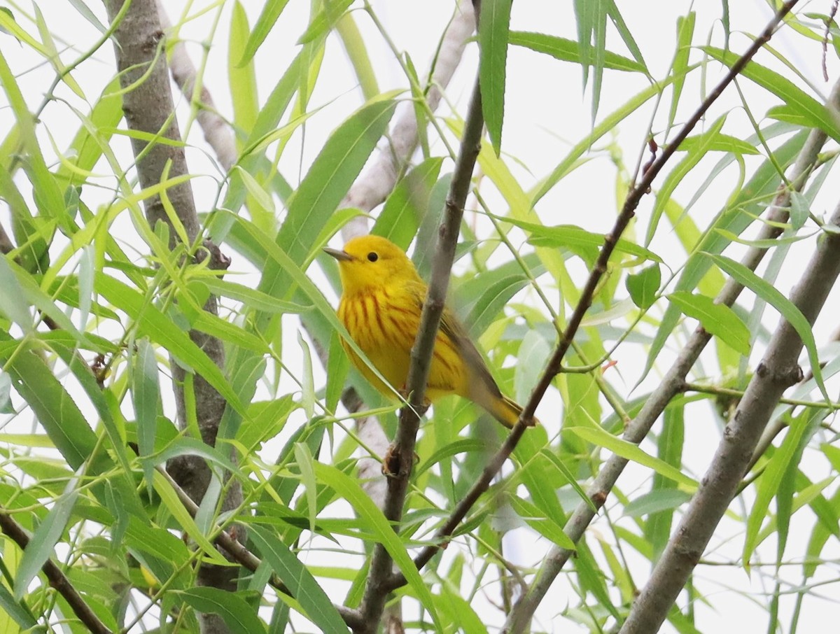 Yellow Warbler - Wayne Patterson