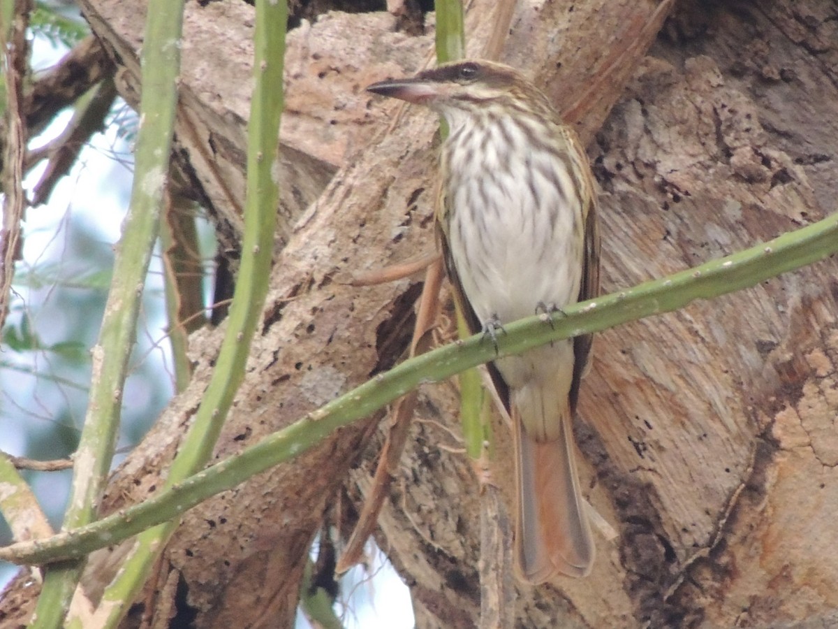 Streaked Flycatcher - ML618529939