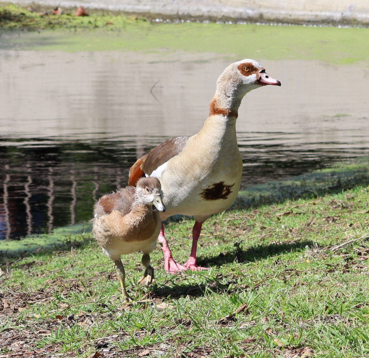 Egyptian Goose - ML618529947