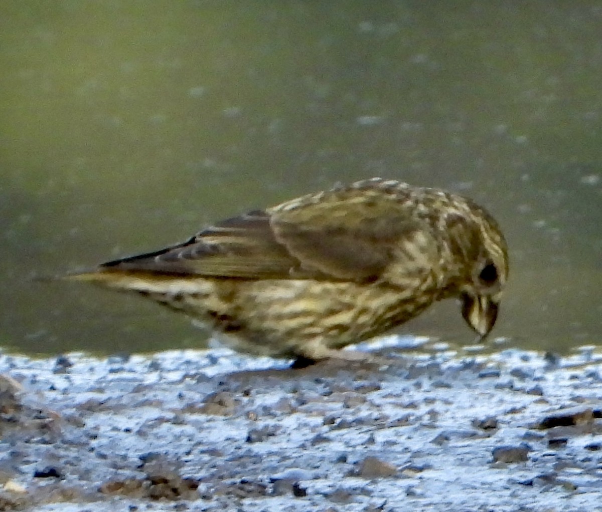 Red Crossbill - ML618529991