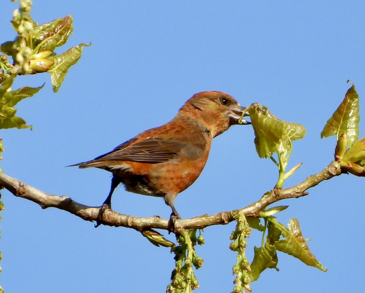 Red Crossbill - ML618529992