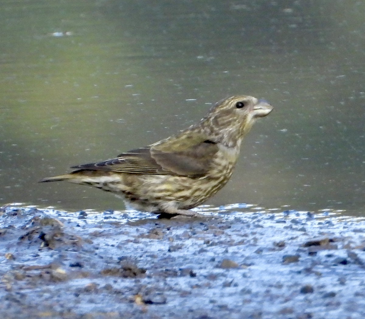 Red Crossbill - ML618529993