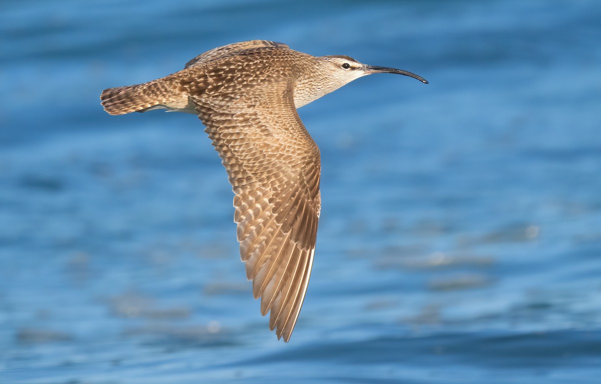 Whimbrel - ML618530014