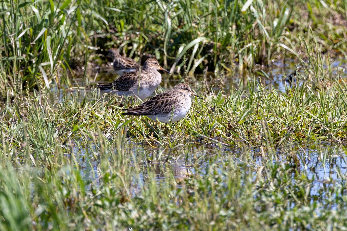 Graubrust-Strandläufer - ML618530026