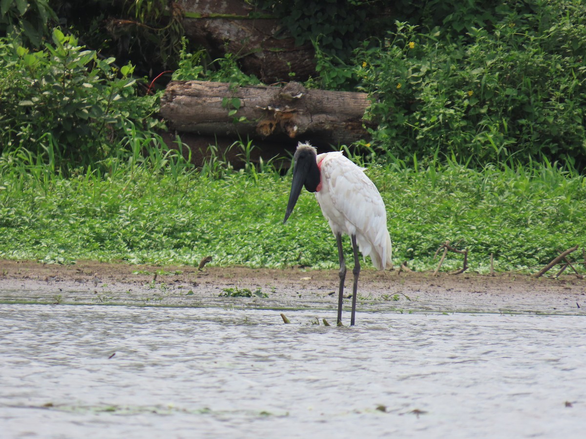 Jabiru d'Amérique - ML618530052