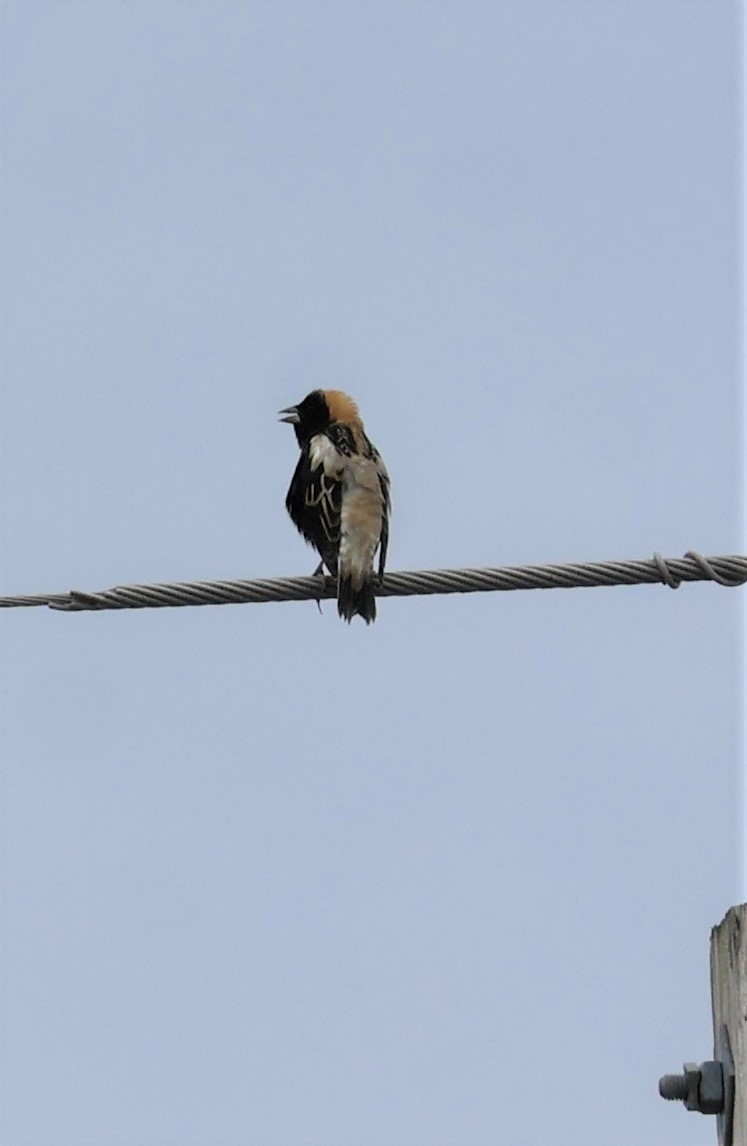 bobolink americký - ML618530056