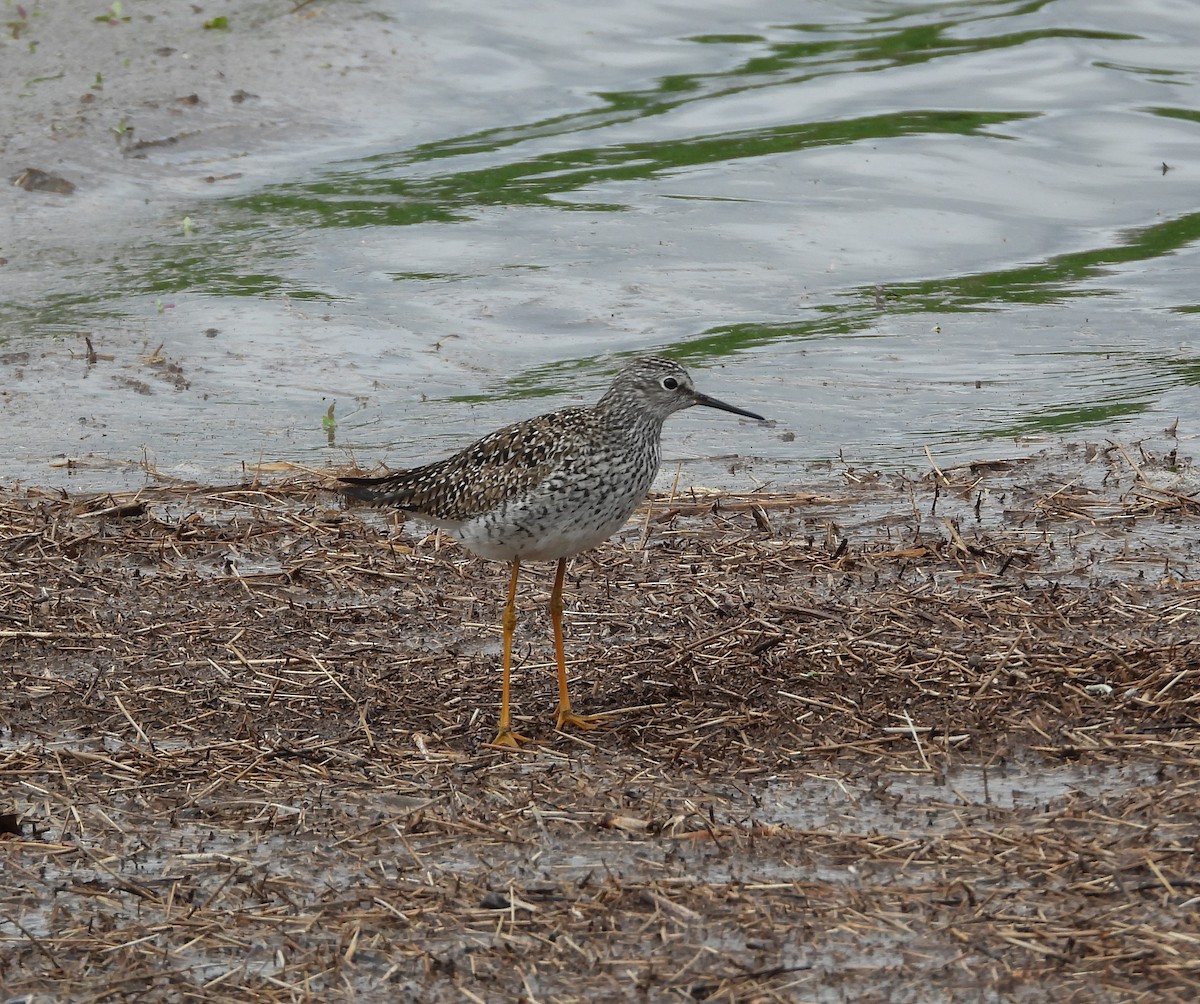 Lesser Yellowlegs - ML618530078