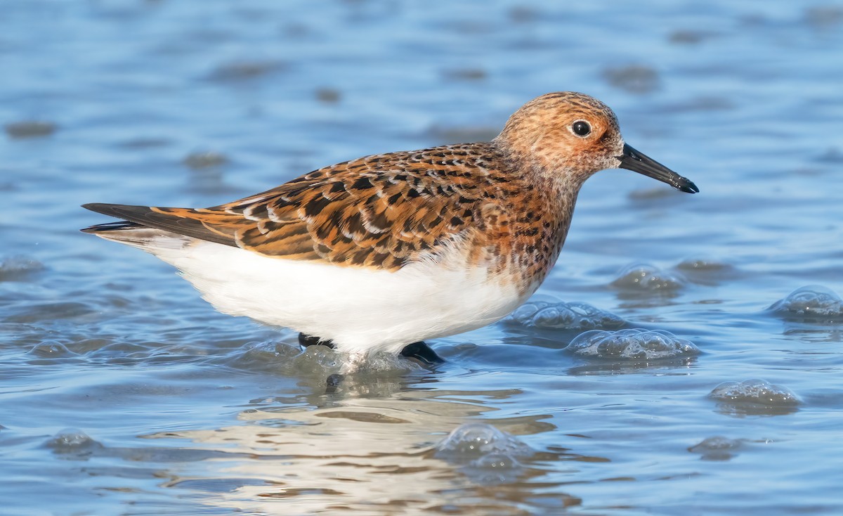 Sanderling - ML618530080