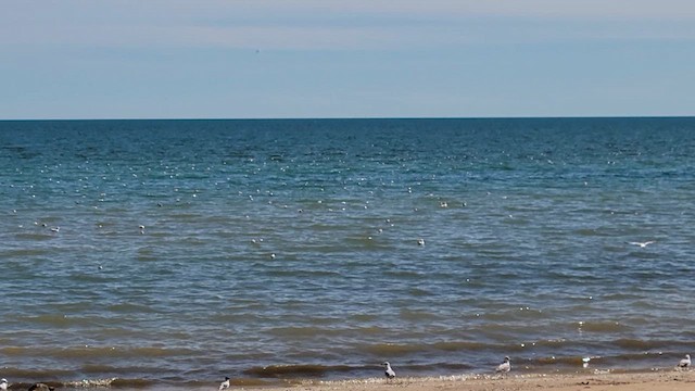 Mouette de Bonaparte - ML618530083