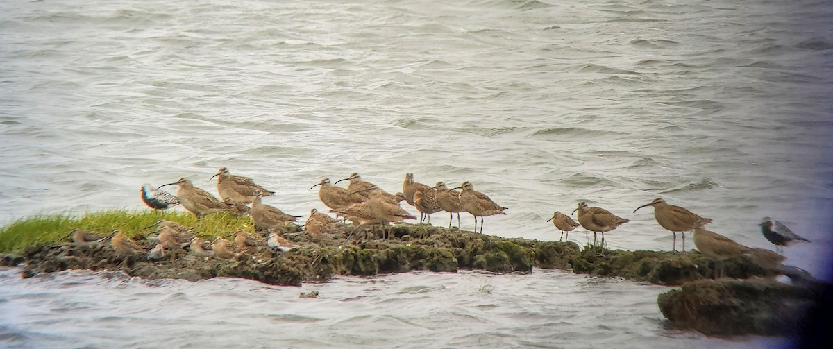 Short-billed Dowitcher - Brian Moscatello