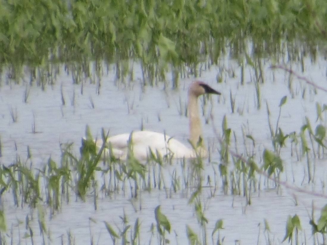 Trumpeter Swan - Greg Leonard