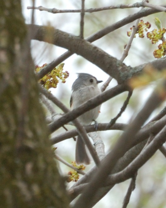 Tufted Titmouse - Guillaume Charette