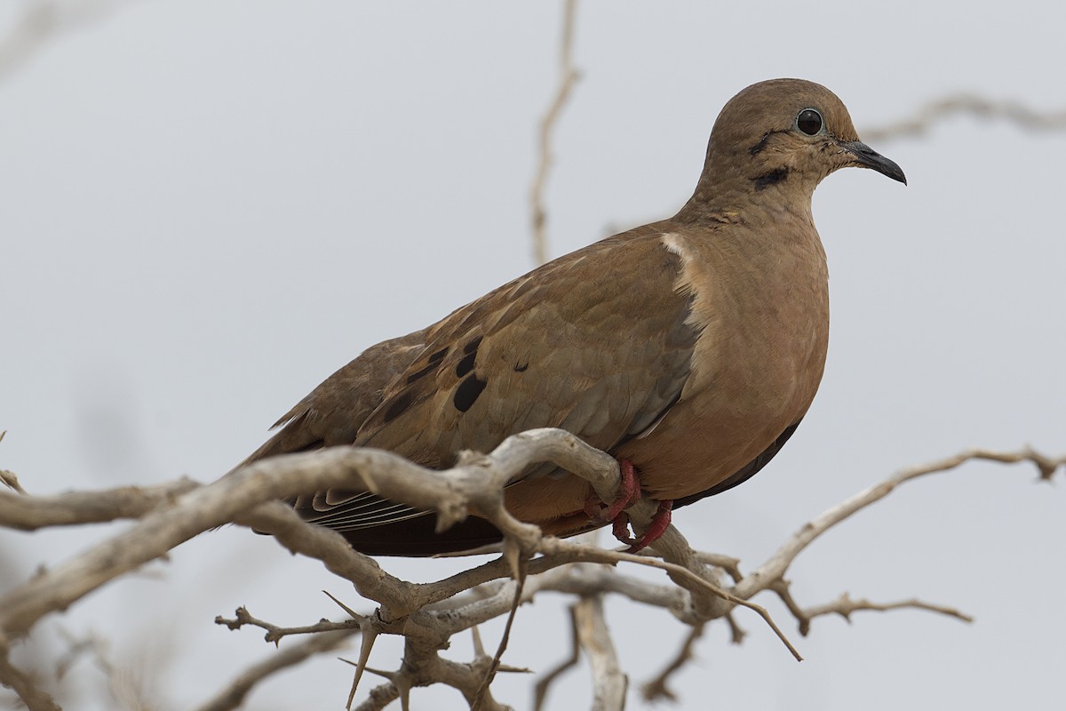 Eared Dove - ML618530162