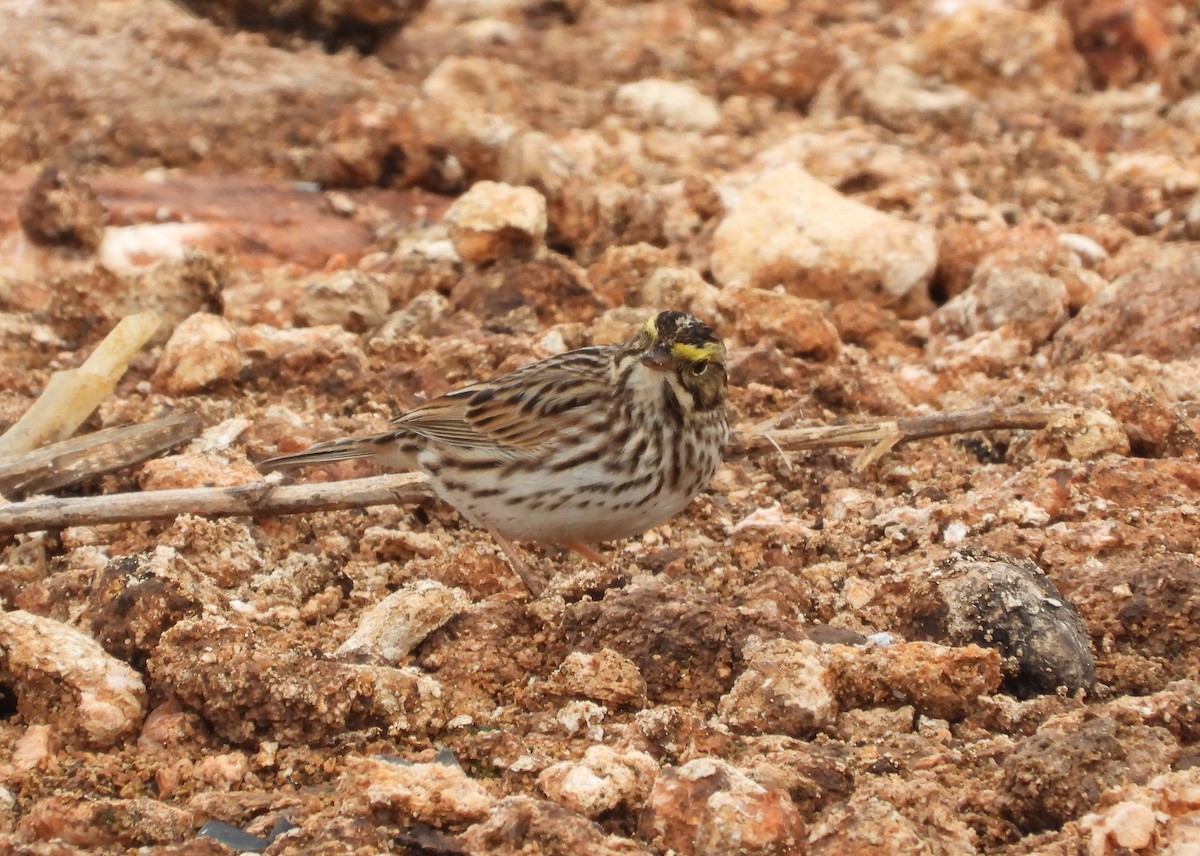 Savannah Sparrow - ML618530176