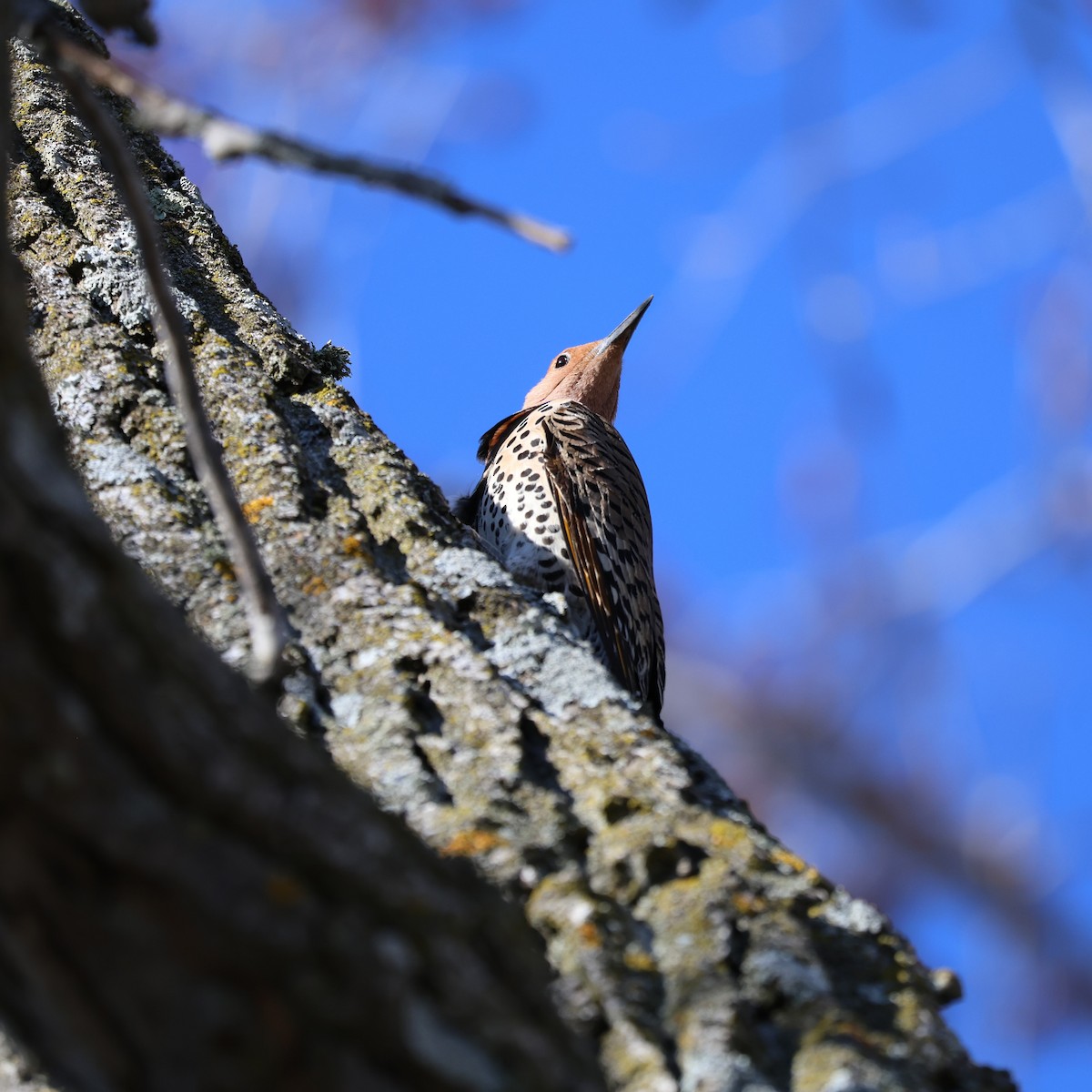 Northern Flicker - ML618530178