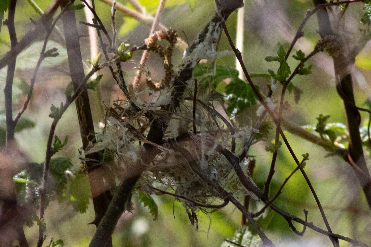 Prairie Warbler - Timothy Graves