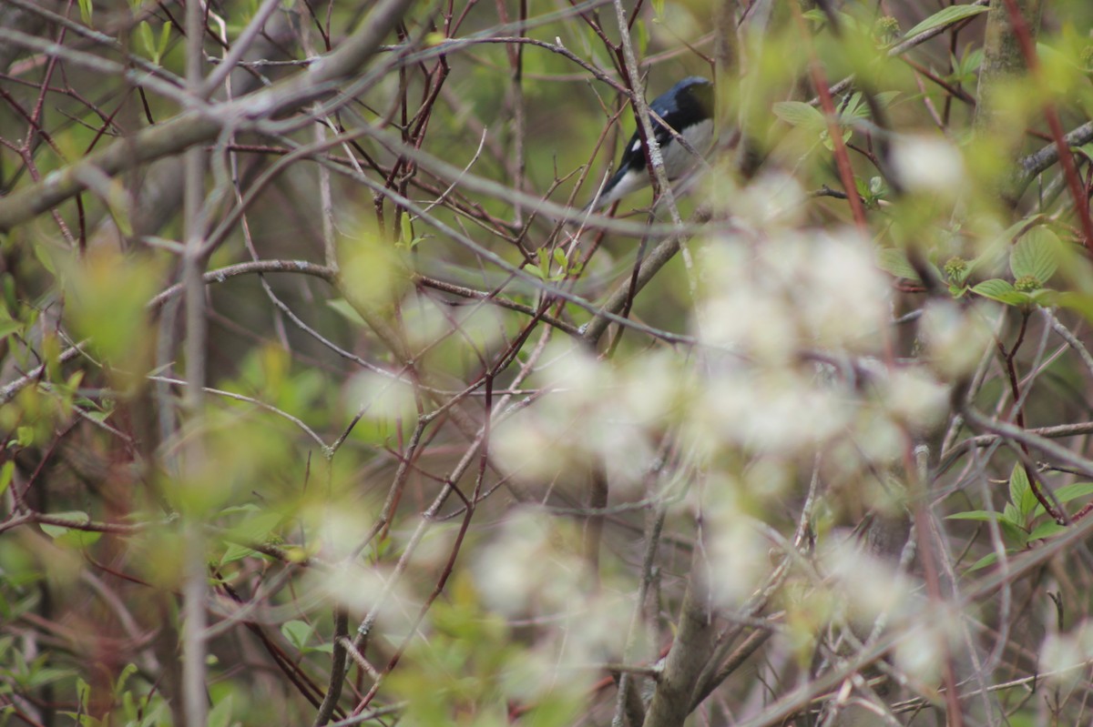 Black-throated Blue Warbler - Sarah Sabatke