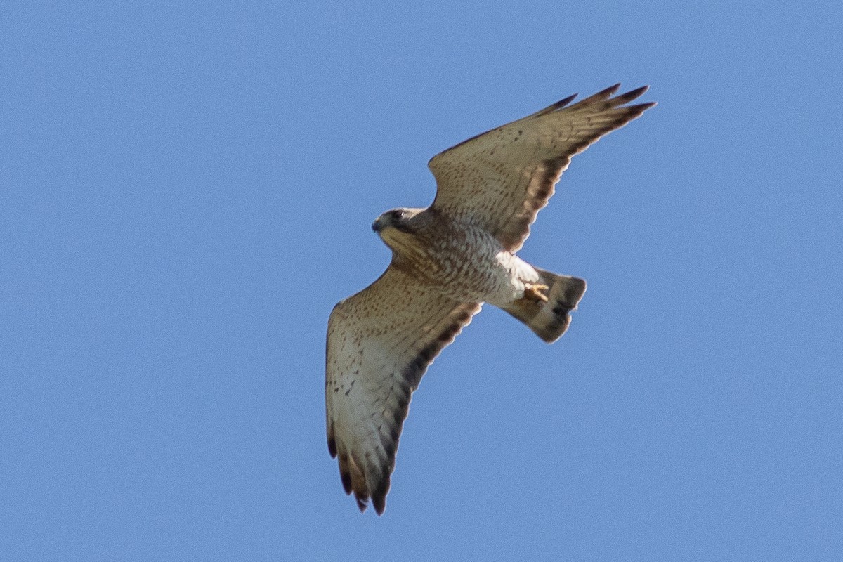 Broad-winged Hawk - Timothy Graves