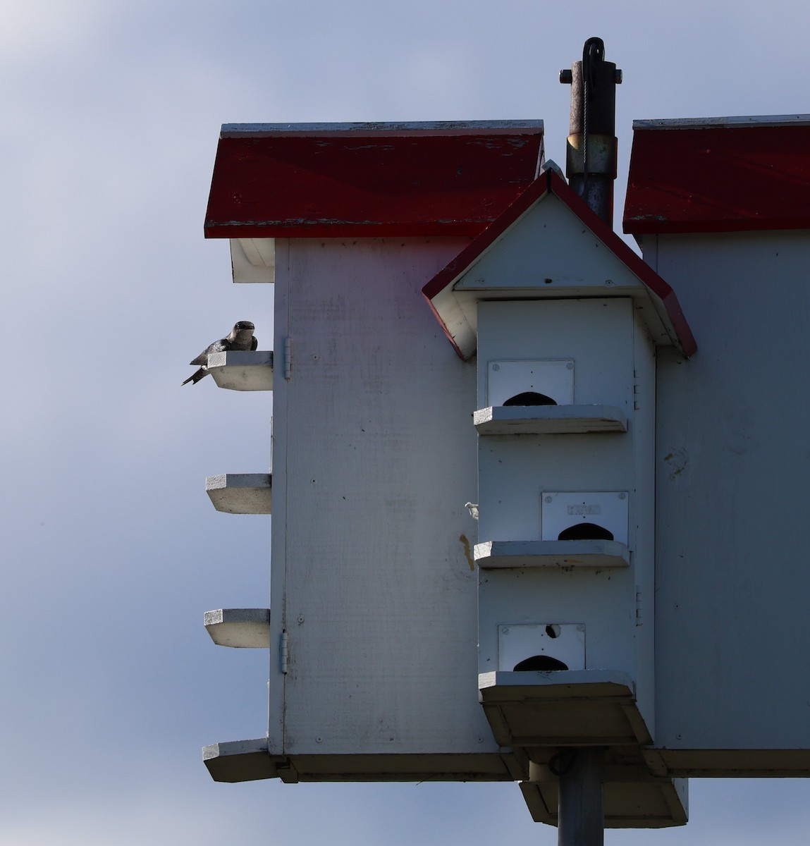 Purple Martin - ML618530230