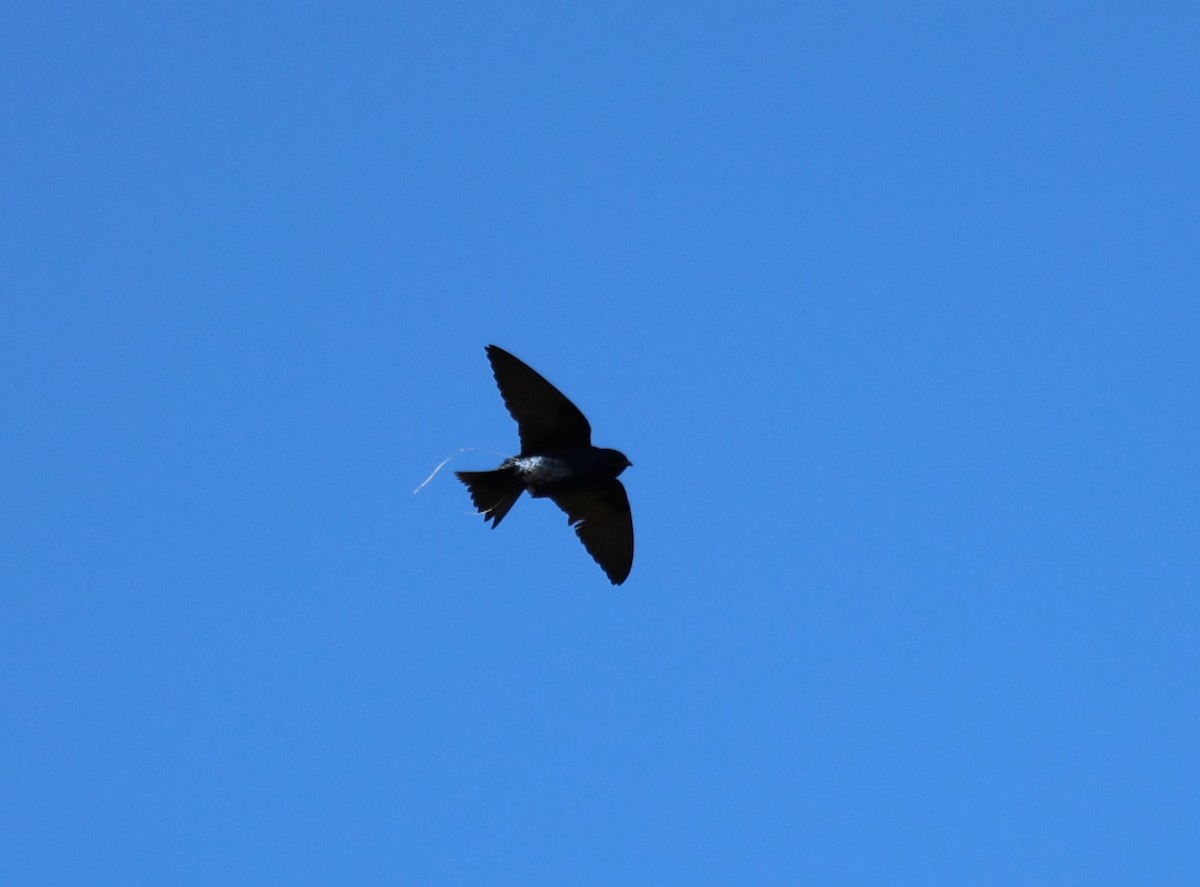 Purple Martin - ML618530231