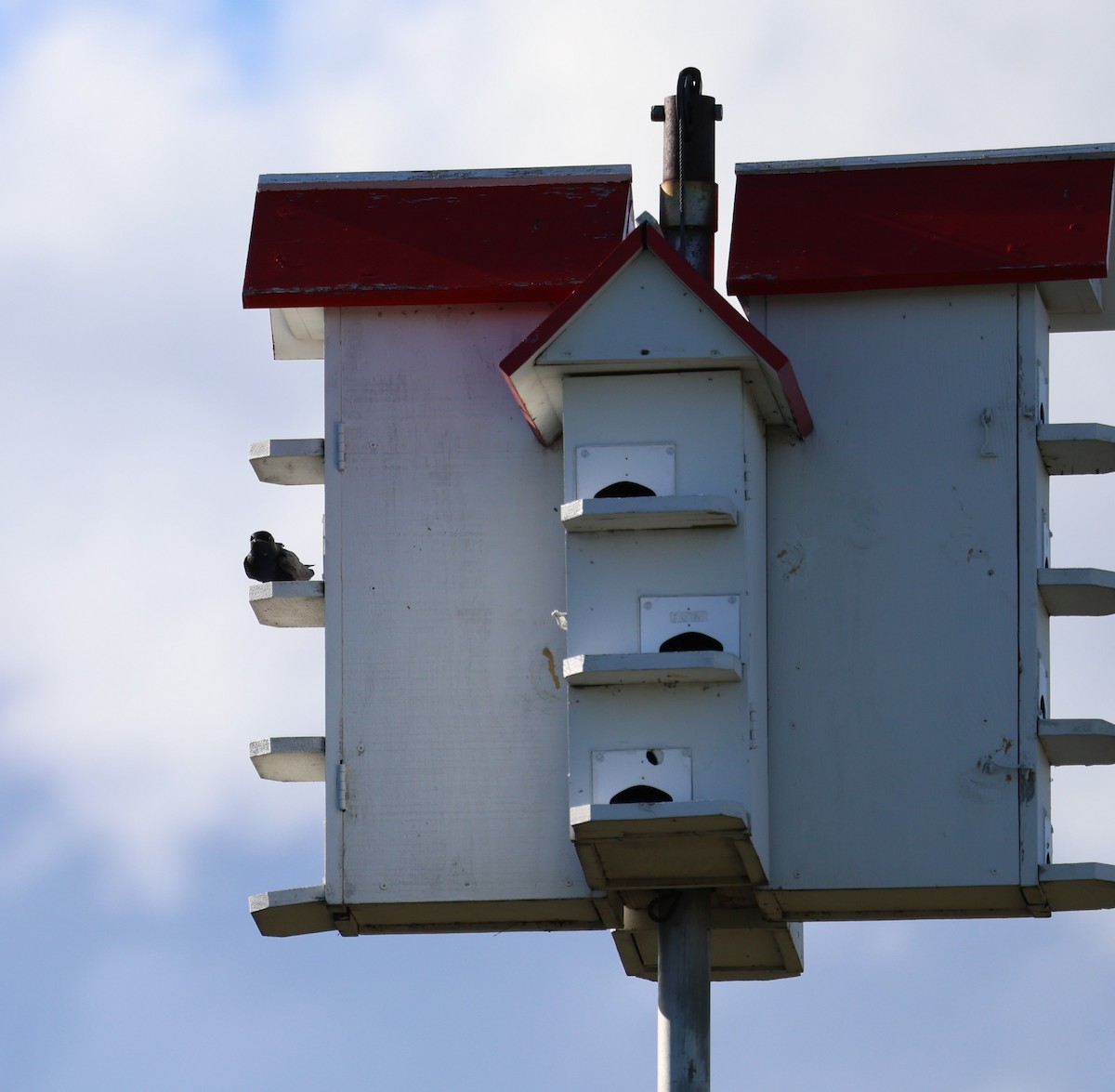 Purple Martin - ML618530232