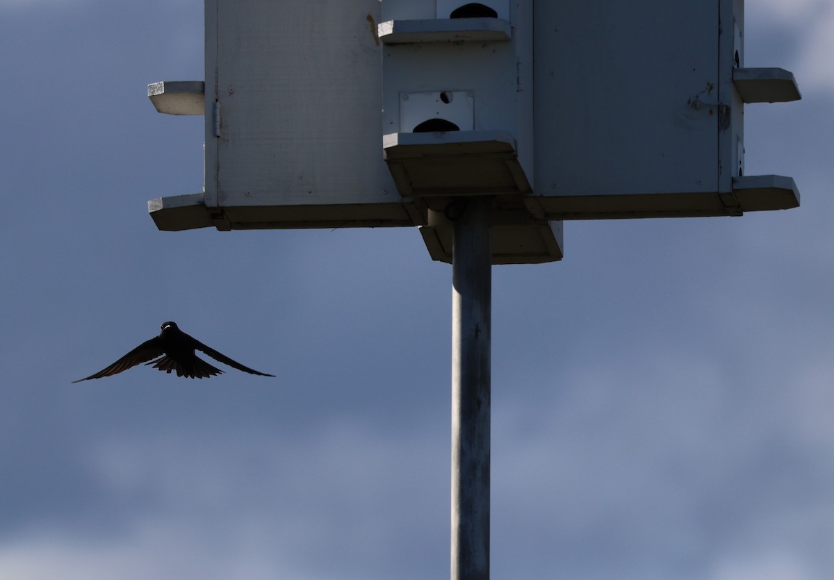 Purple Martin - ML618530233