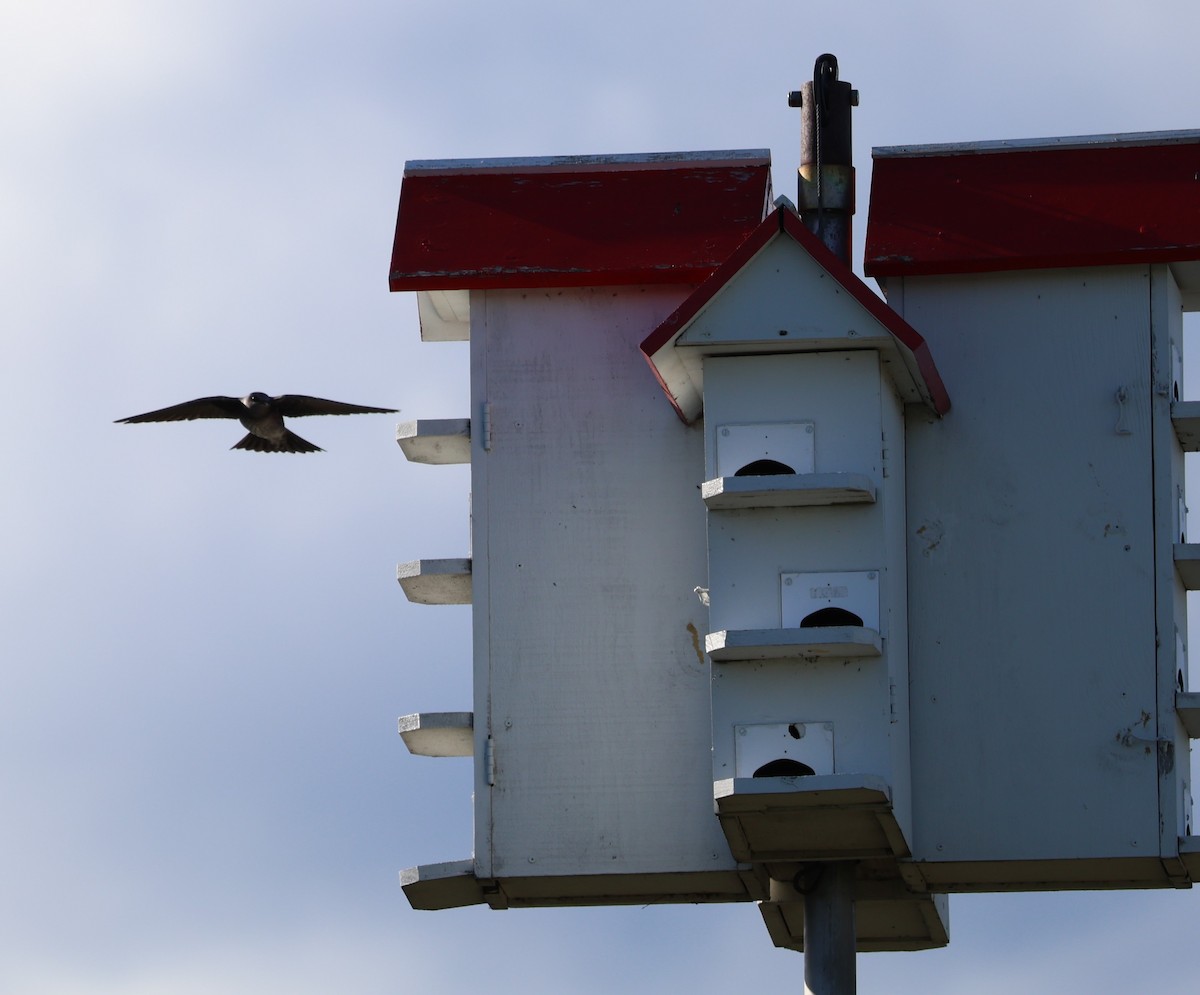 Purple Martin - ML618530234