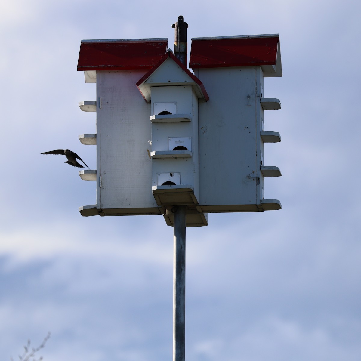 Purple Martin - ML618530235