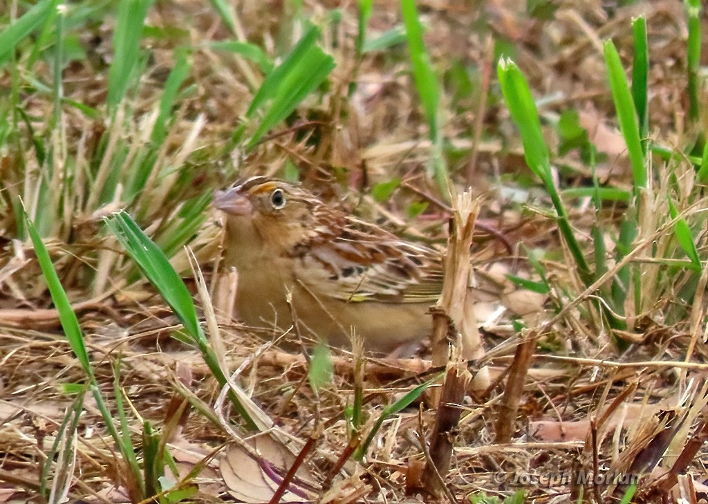 Grasshopper Sparrow - ML618530248