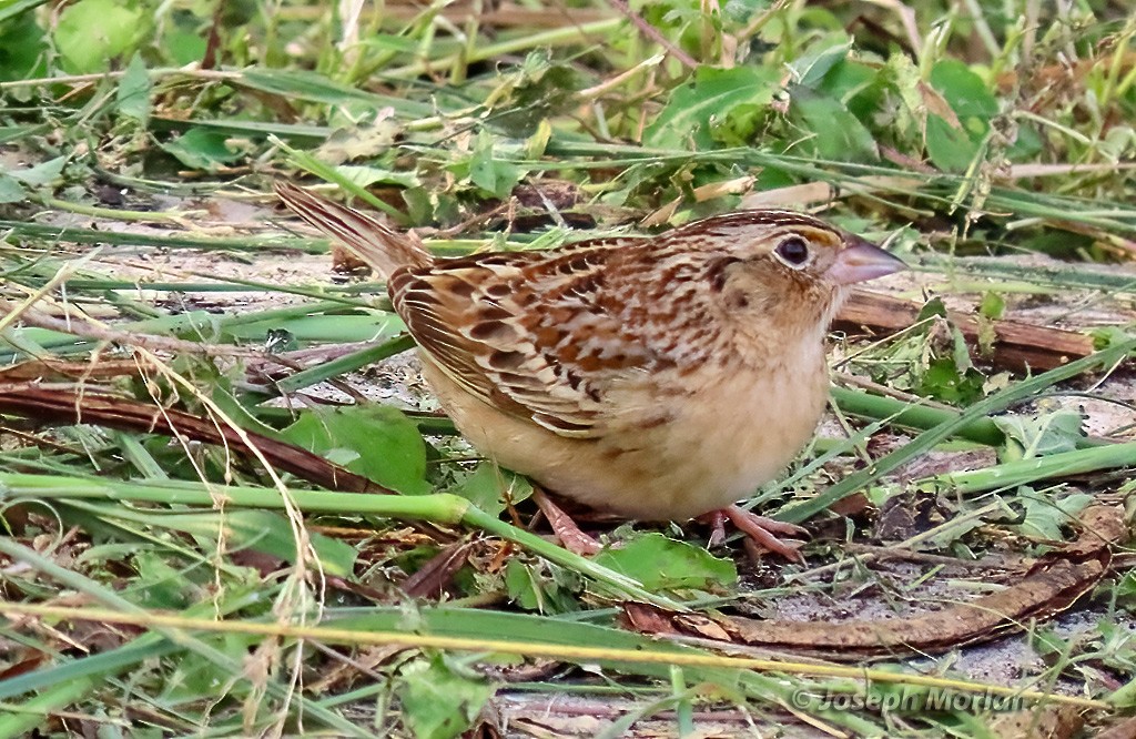 Grasshopper Sparrow - ML618530249