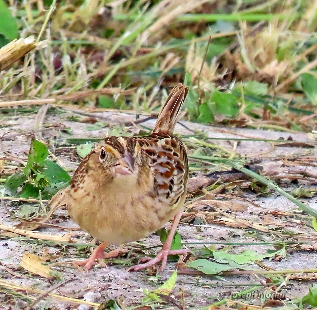 Grasshopper Sparrow - ML618530250