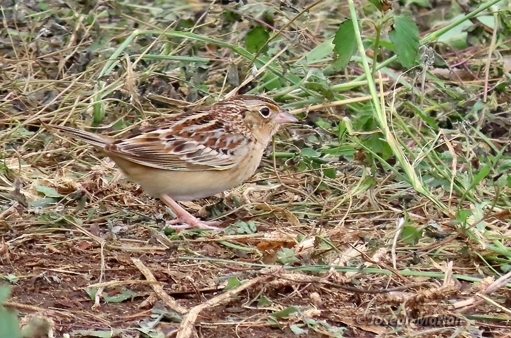 Grasshopper Sparrow - ML618530253