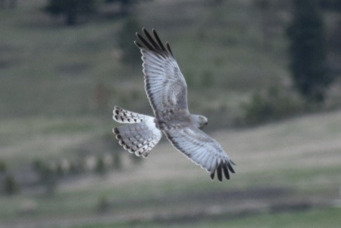 Northern Harrier - ML618530274