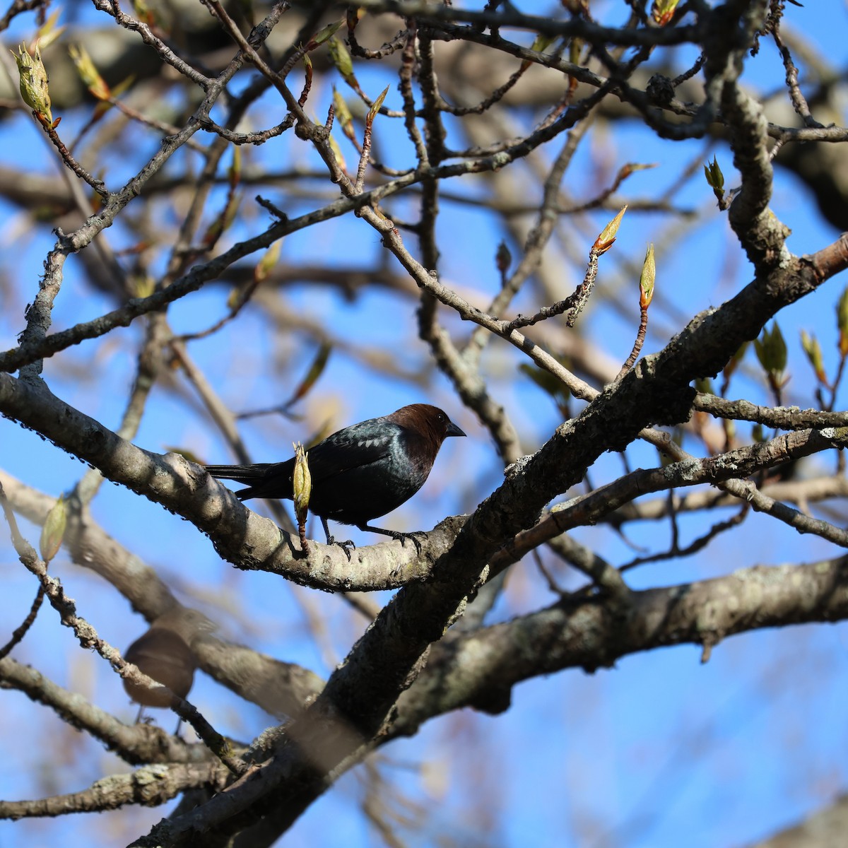 Brown-headed Cowbird - ML618530283