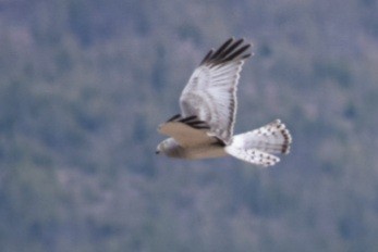 Northern Harrier - ML618530299