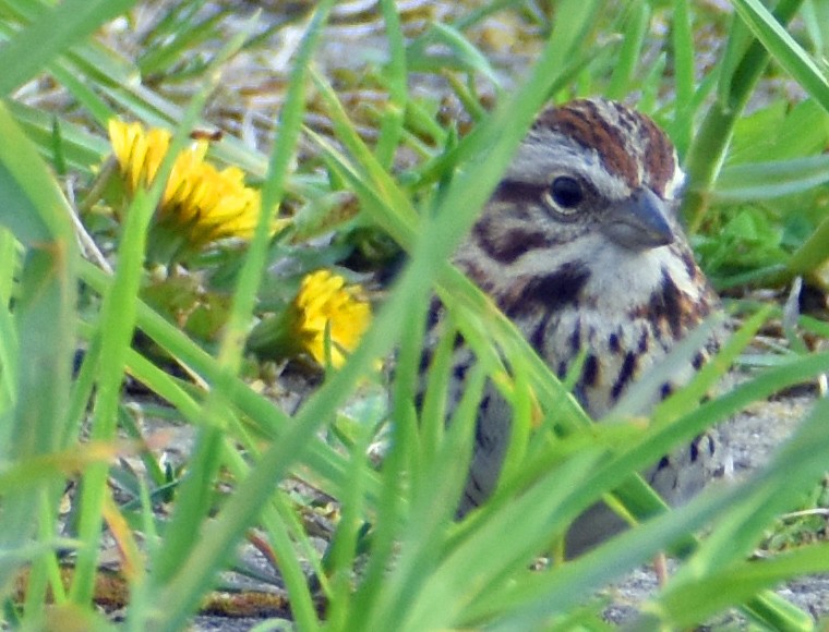 Song Sparrow - Carol Berney