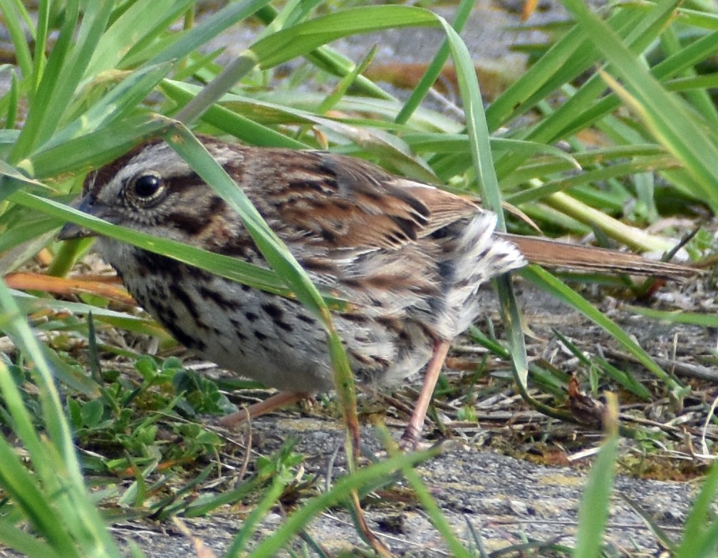 Song Sparrow - Carol Berney