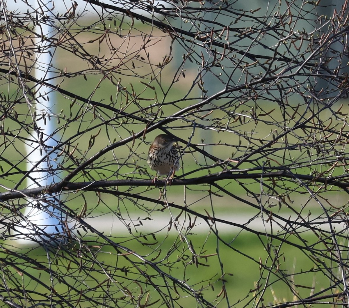 Brown Thrasher - ML618530369