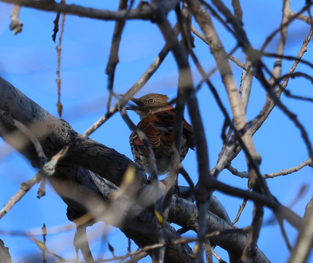 Brown Thrasher - Kendra David