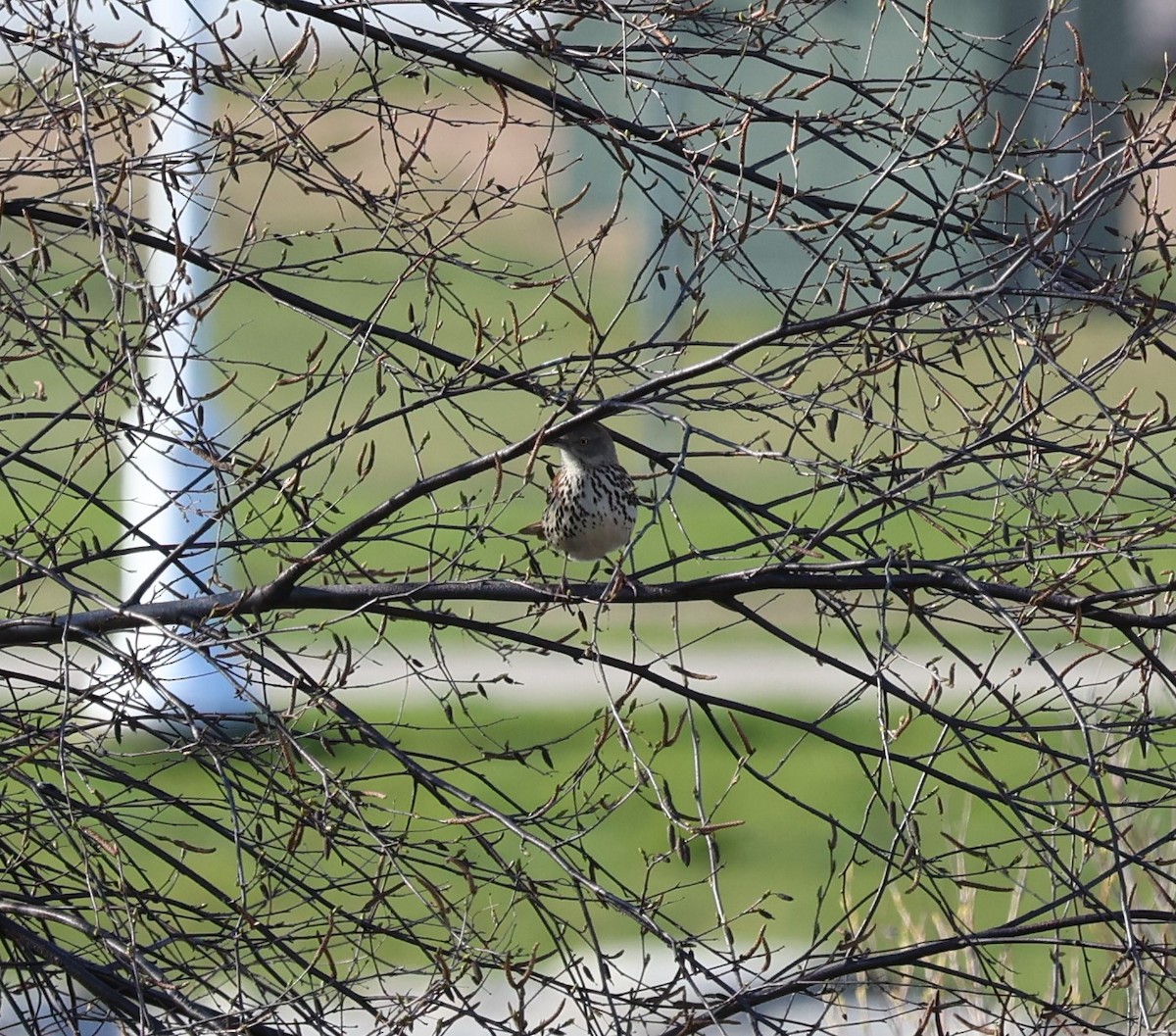 Brown Thrasher - ML618530371