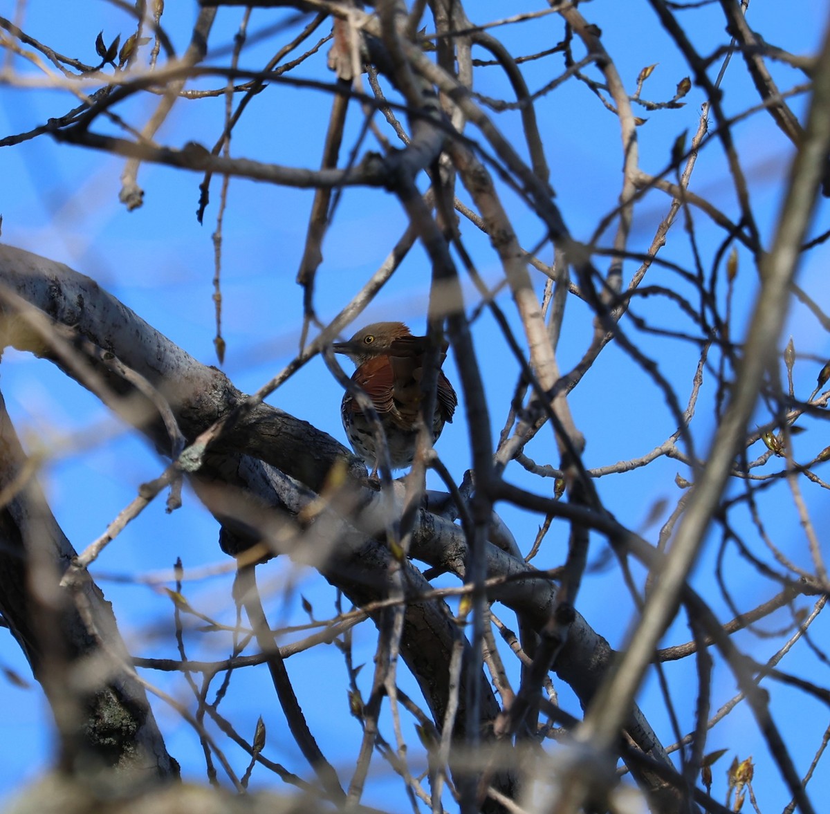 Brown Thrasher - ML618530372